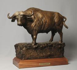 Cape Buffalo